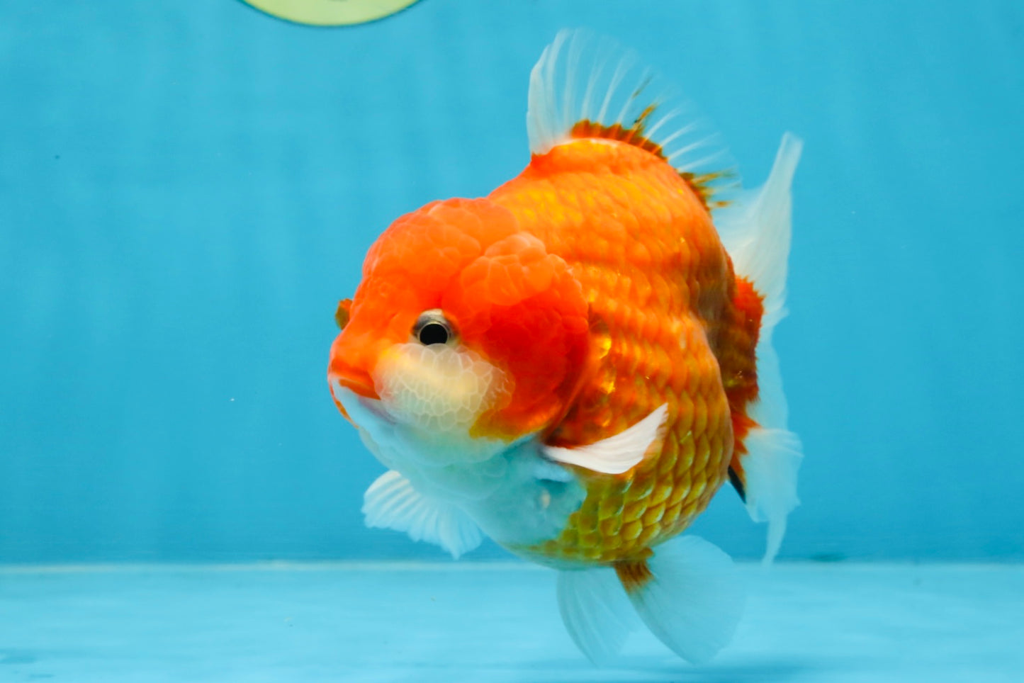 A Grade Red Sakura Yuanbao Male 4.5 inches #103125YB_30