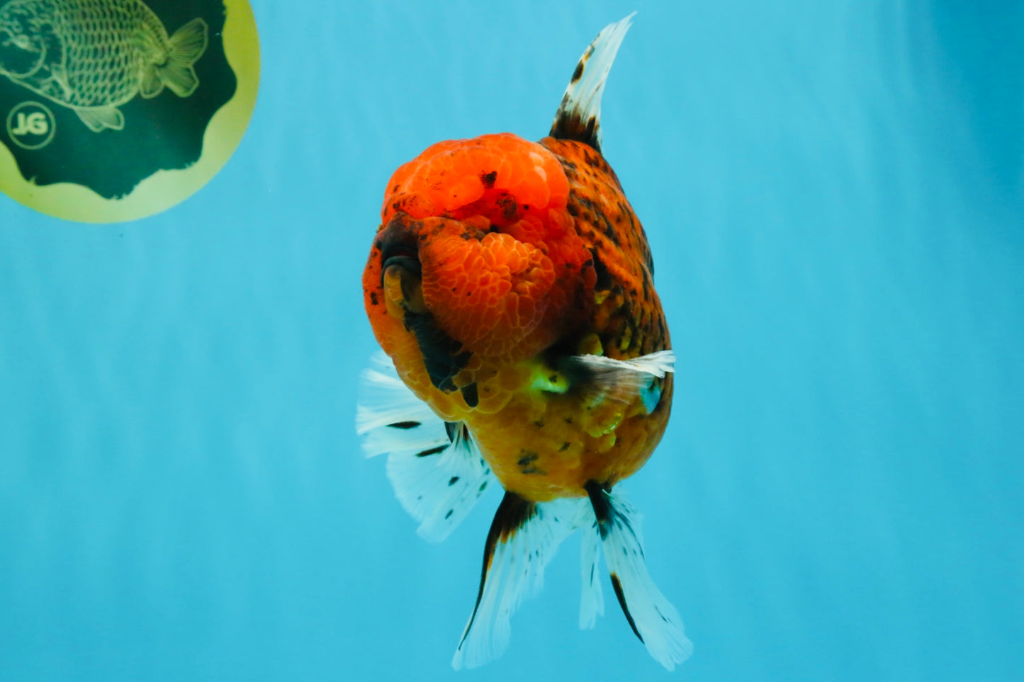CHONKY AAA Grade Tiger Oranda Male 6.5 inches #022026OR_08