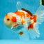 AAA Grade ADORABLE Red White Oranda Male 6 inches #090525OR_08