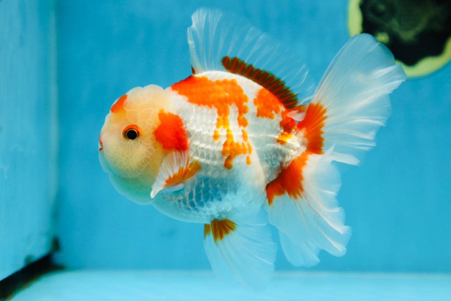 AAA Grade ADORABLE Red White Oranda Male 6 inches #090525OR_08