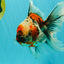 Calico Oranda Male 6.5-7 inches #071026OR_31