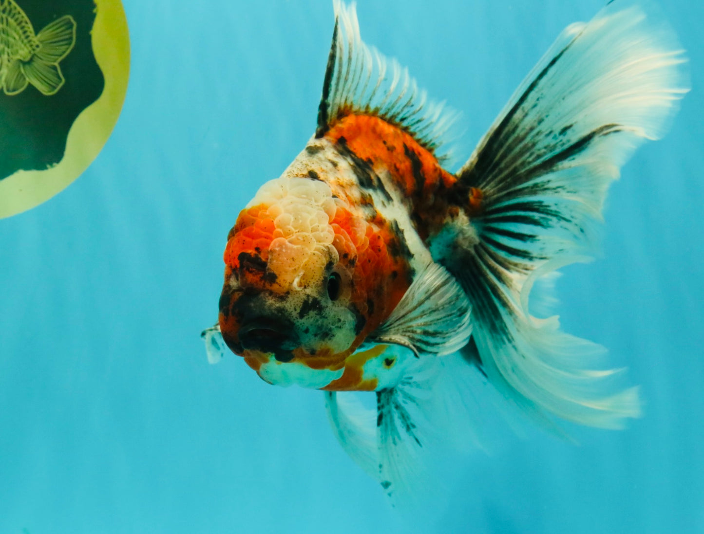 Calico Oranda Male 6.5-7 inches #071026OR_31