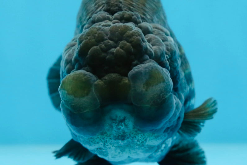 A Grade BIG WEN Black Blue LionQueen 4.5 inches #072525LC_01