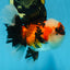 AAA Grade CHUBBY CHEEK Tricolor Oranda Male 5.5  inches #082225OR_12