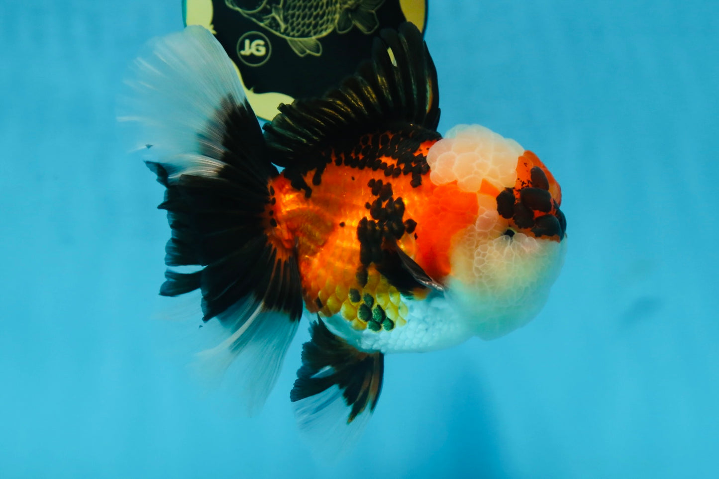 AAA Grade CHUBBY CHEEK Tricolor Oranda Male 5.5  inches #082225OR_12