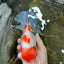 A Grade BIG WEN Kohaku Sakura Oranda Female 6-6.5 inches #091225OR_15