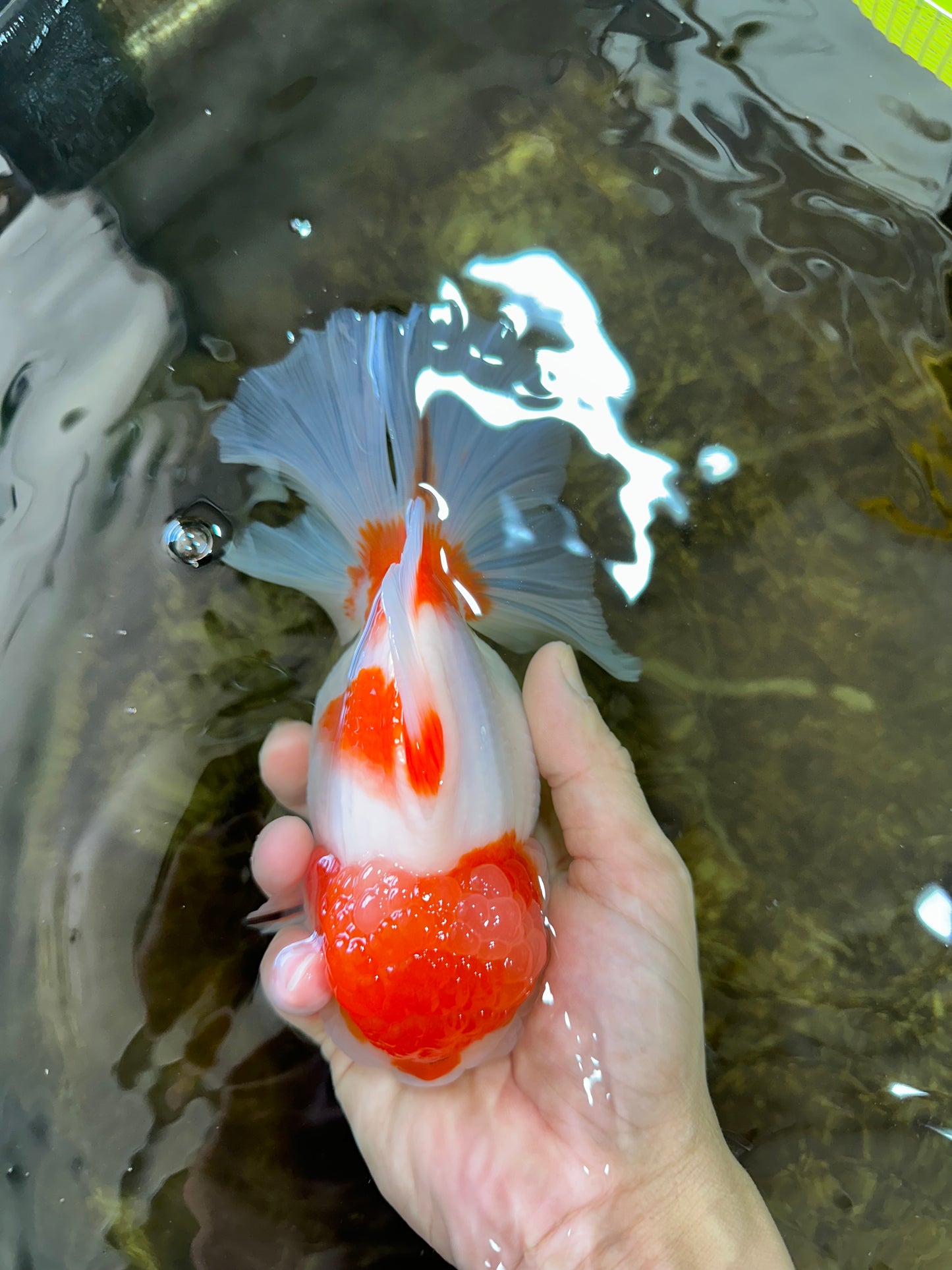 A Grade BIG WEN Kohaku Sakura Oranda Female 6-6.5 inches #091225OR_15