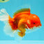 ANGER AAA Grade Red White Oranda Male 6 inches #032026OR_09