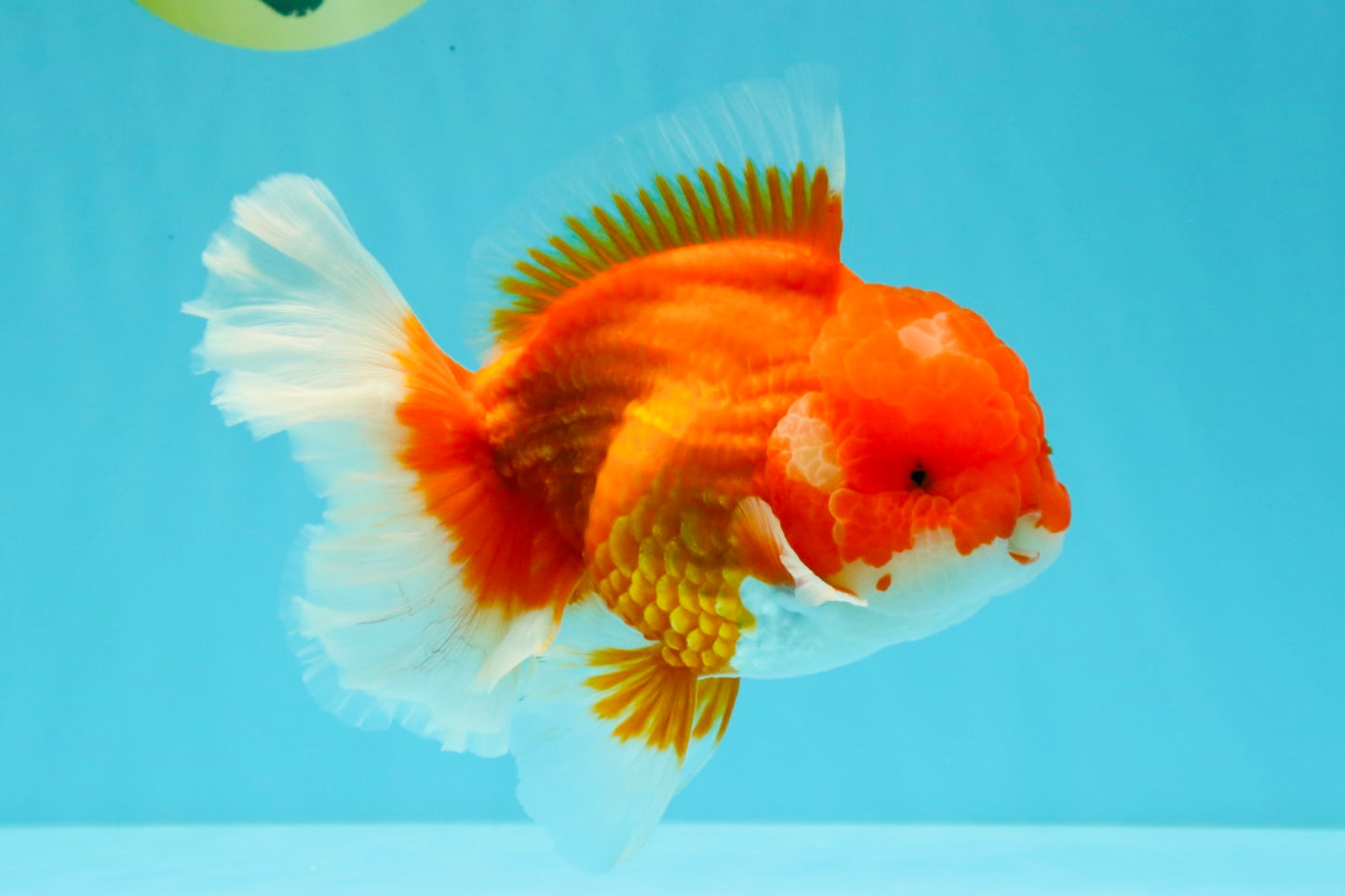 ANGER AAA Grade Red White Oranda Male 6 inches #032026OR_09