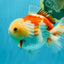 CHUBBY A Grade Red White Yuanbao Male 6 inches #041026YB_26