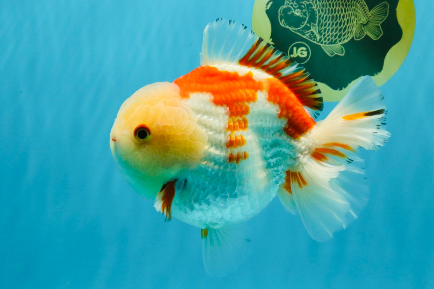 CHUBBY A Grade Red White Yuanbao Male 6 inches #041026YB_26