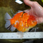 A Grade Sakura Oranda Female 6-6.5 inches #060625OR_11