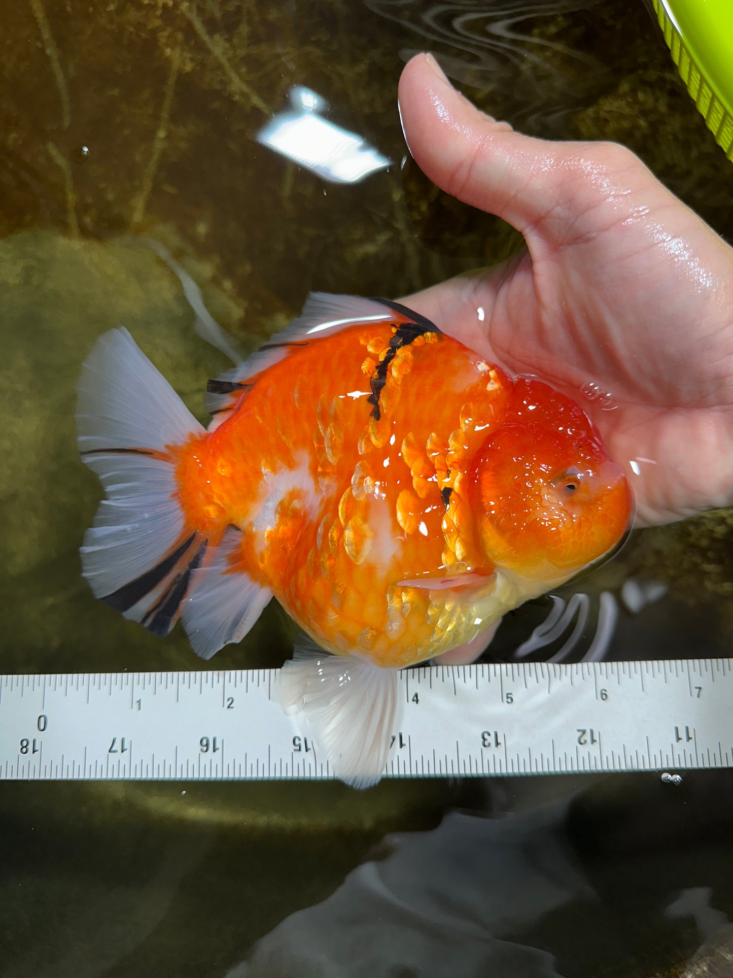 A Grade Sakura Oranda Female 6-6.5 inches #060625OR_11