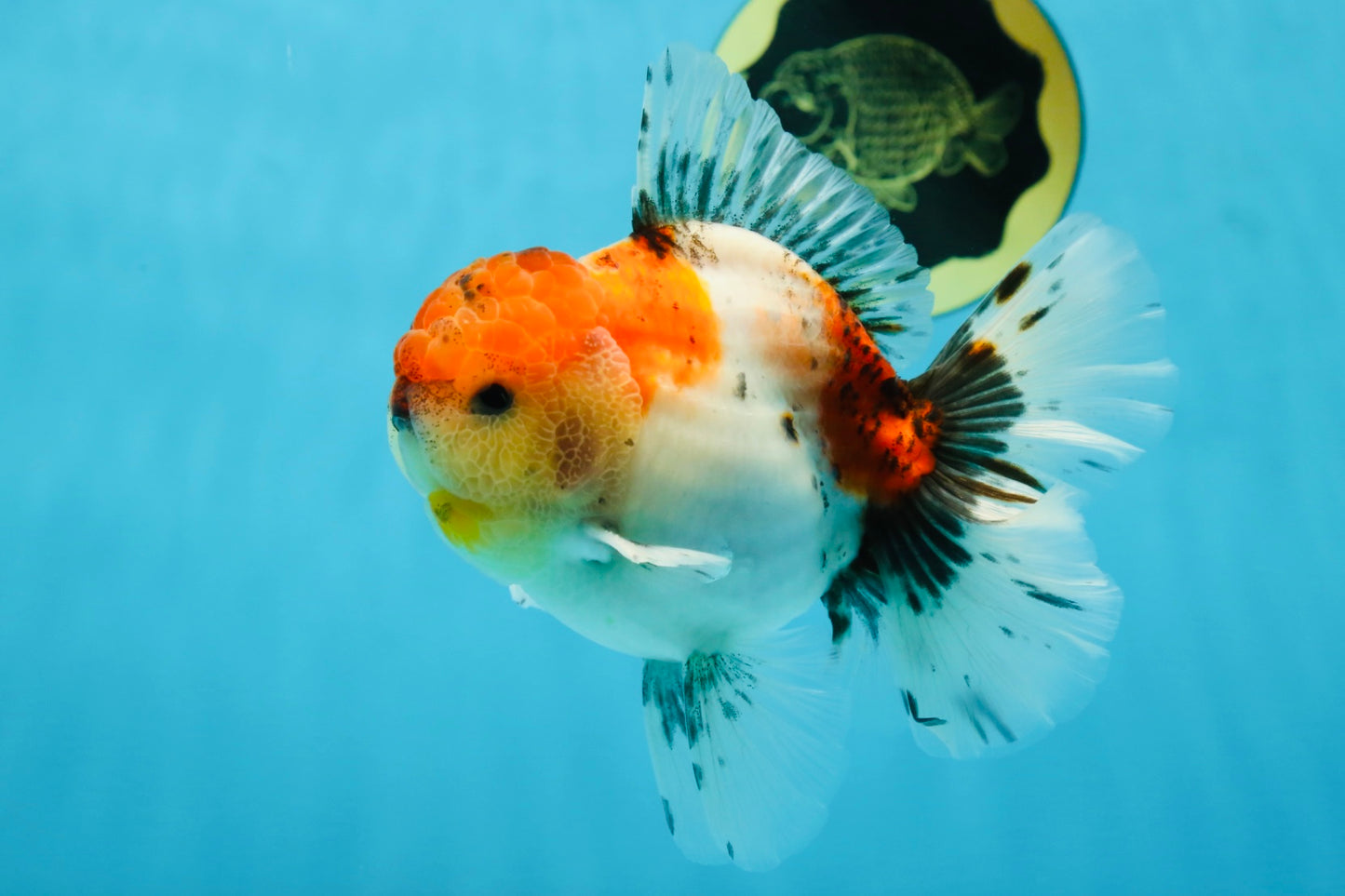 AAA Grade Godzilla Calico Sakura Button Eyes Oranda Male 5 inches #051625OR_17