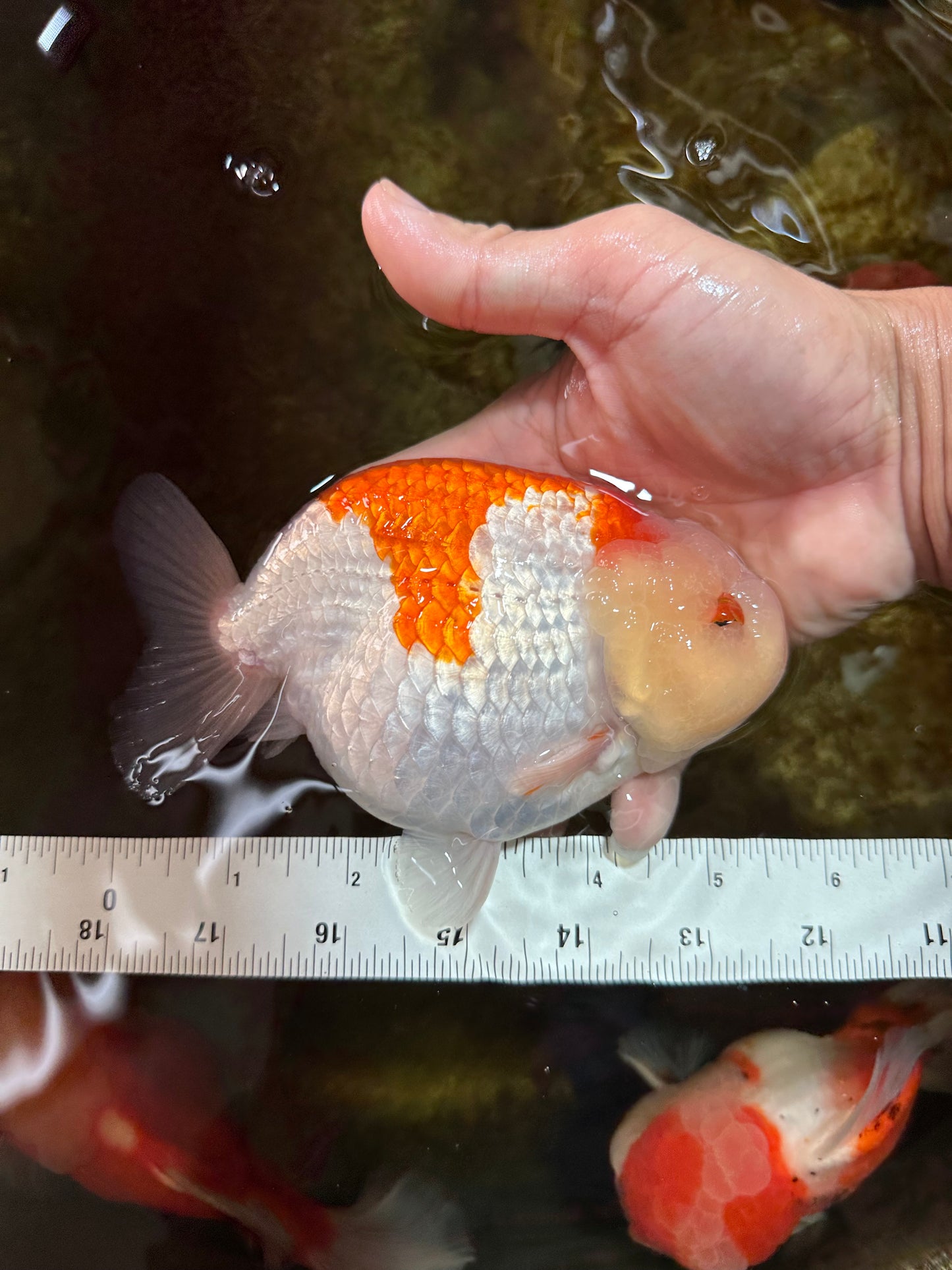 AAA Grade Super Red White LionKing 5.5 inches #080125LC_01