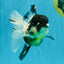 BATMAN Panda Oranda Female 5.5 inches #041026OR_09