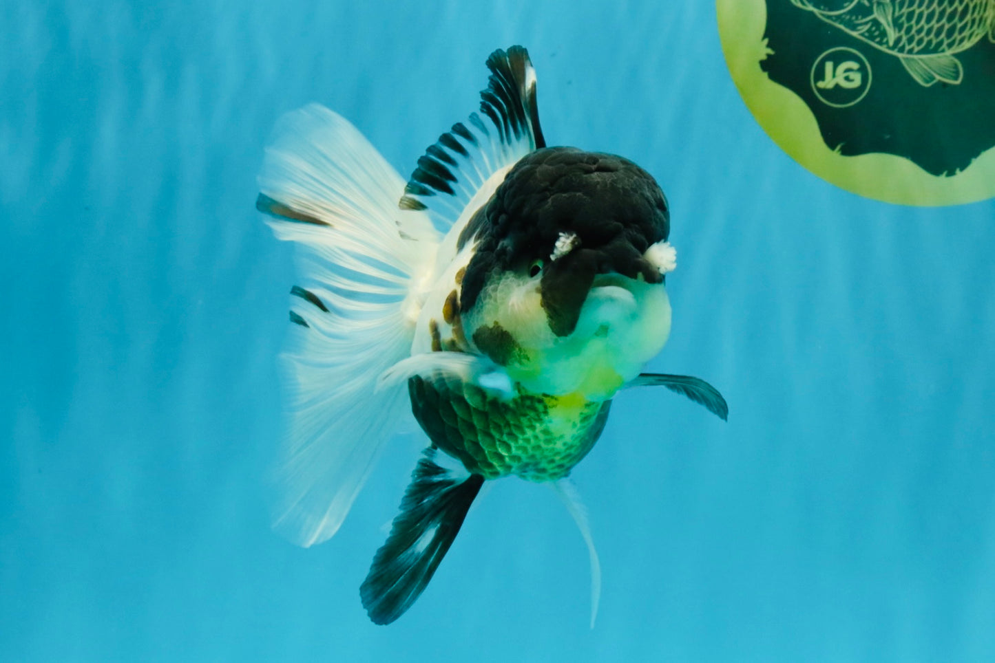 BATMAN Panda Oranda Female 5.5 inches #041026OR_09