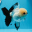 A Grade Button Eyes Panda Oranda Female 4.5-5 inches #0906OR_23