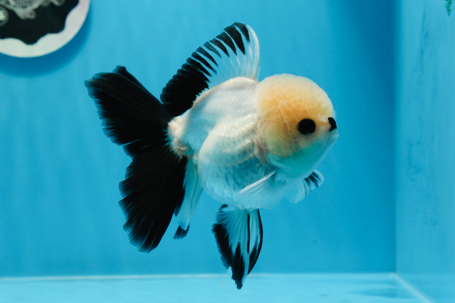 Panda oranda hembra de ojos de botón de grado A de 4,5 a 5 pulgadas n.° 0906OR_23