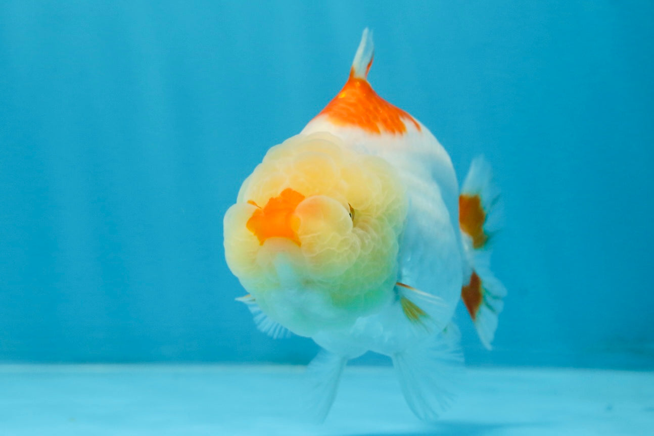 AAA Grade Red White Shark LionQueen 4 inches #101725LC_01