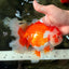 UNIQUE AAA Grade Red White Oranda Female 6.5-7 inches #032026OR_04