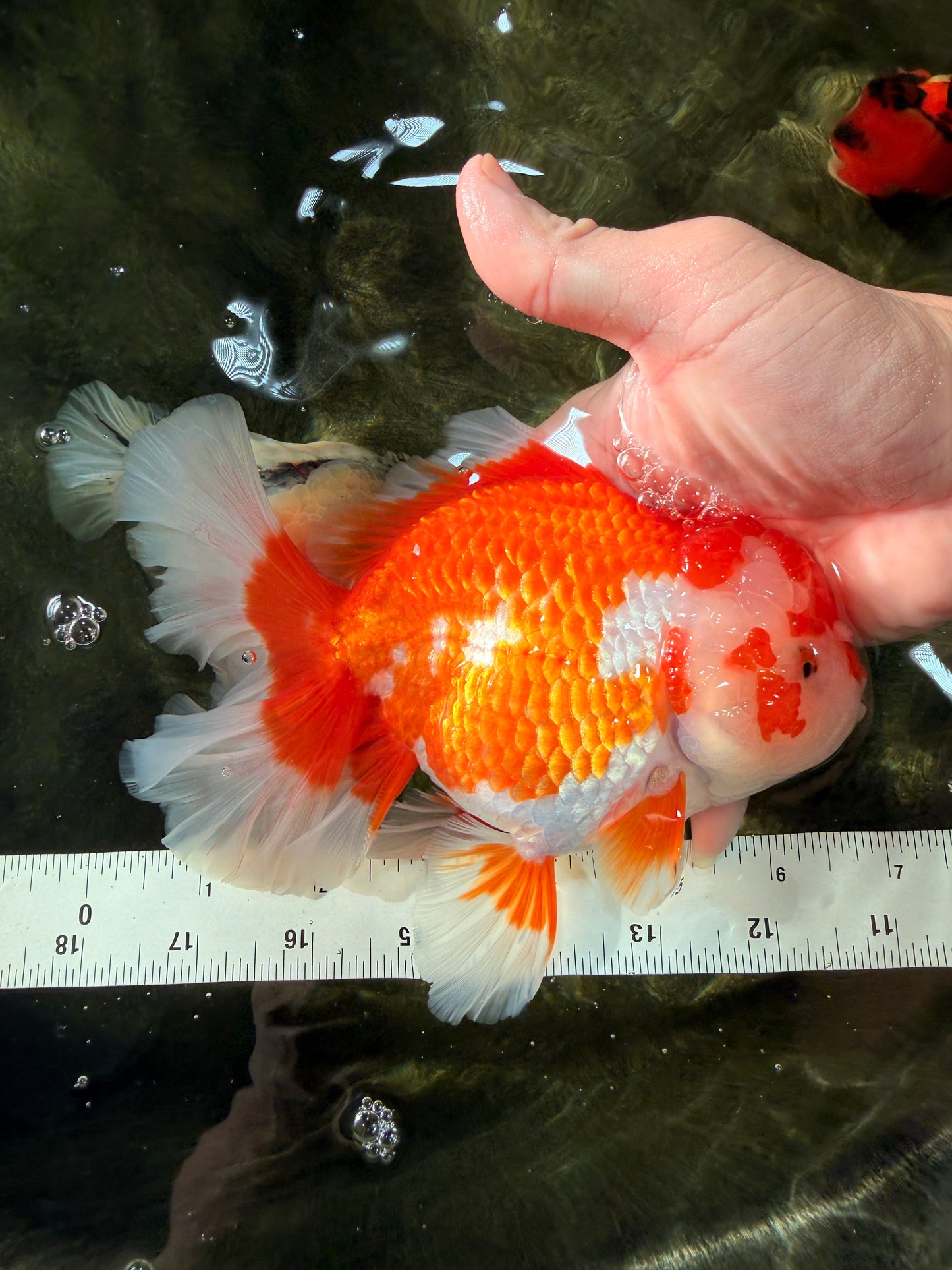 UNIQUE AAA Grade Red White Oranda Female 6.5-7 inches #032026OR_04