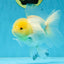 A Grade Snow White Oranda Female 5 inches #042525OR_03
