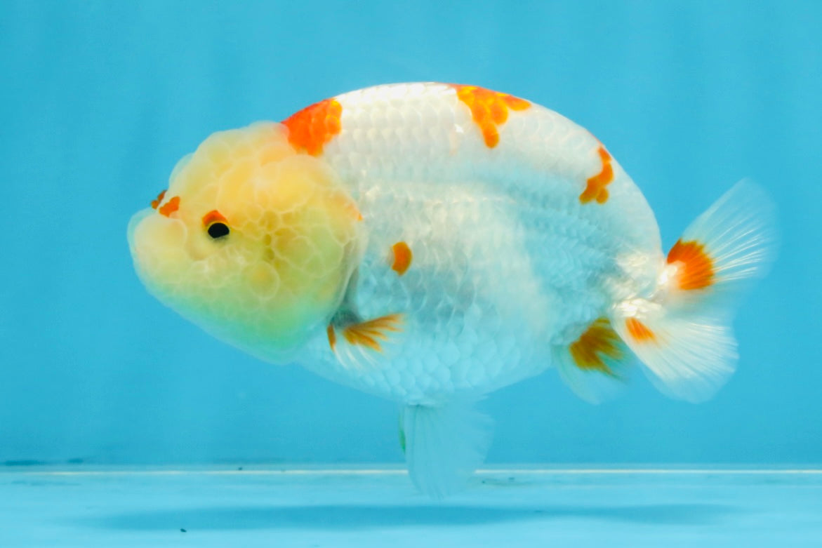 AAA Grade Pompom Kohaku LionQueen 4-4.5 inches #103125LC_19