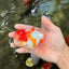 Red White Oranda Male 5 inches #101626OR_05