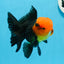 AAA Grade Red Head Tricolor Oranda Male 5 inches #0913OR_03