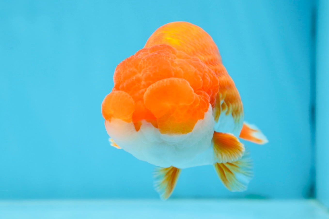 Red White Lionchu Male 4.5-5 inches #070425LC_11