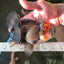 A Grade Lava Head Tricolor Oranda Male 5.5-6 inches #110124OR_18