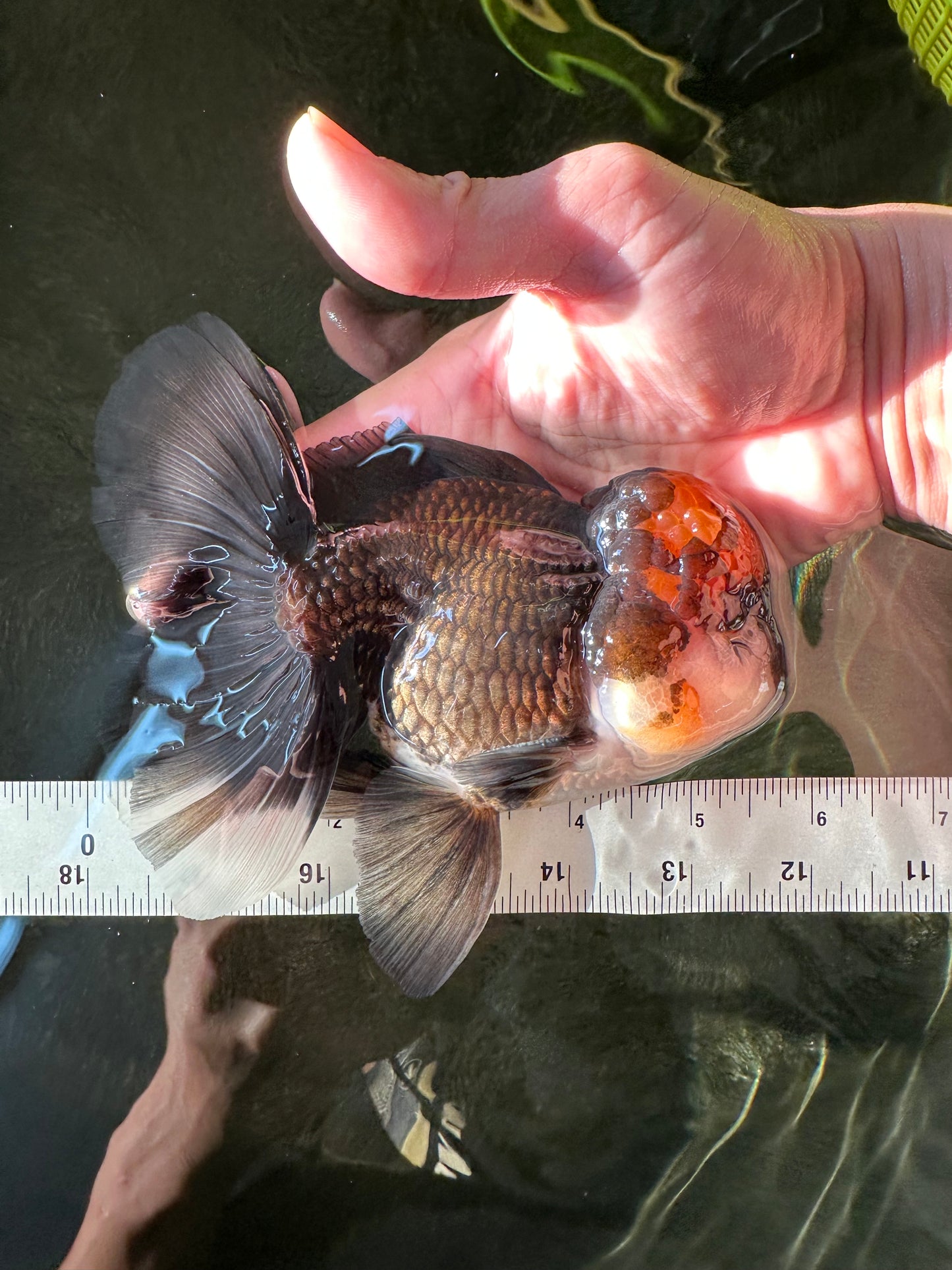 A Grade Lava Head Tricolor Oranda Male 5.5-6 inches #110124OR_18