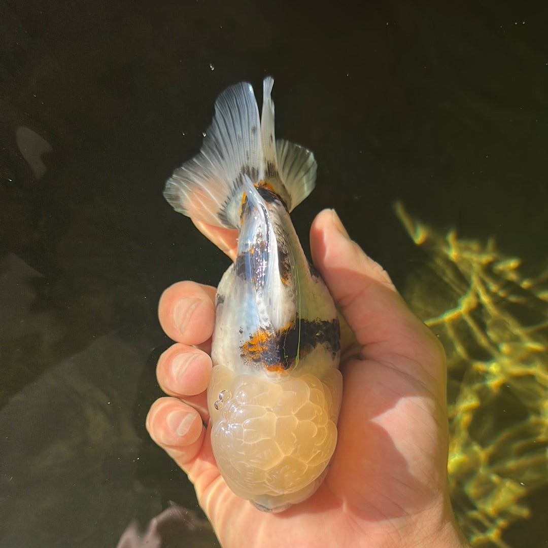 Marbre à tête de citron de qualité AAA Yuanbao mâle 5 pouces #0929YB_05