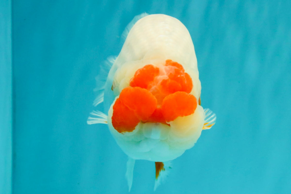 CHUBBY AAA Grade Super Hybrid Buffalo Red White  Ranchu Male 5.5 inches #100226RC_22