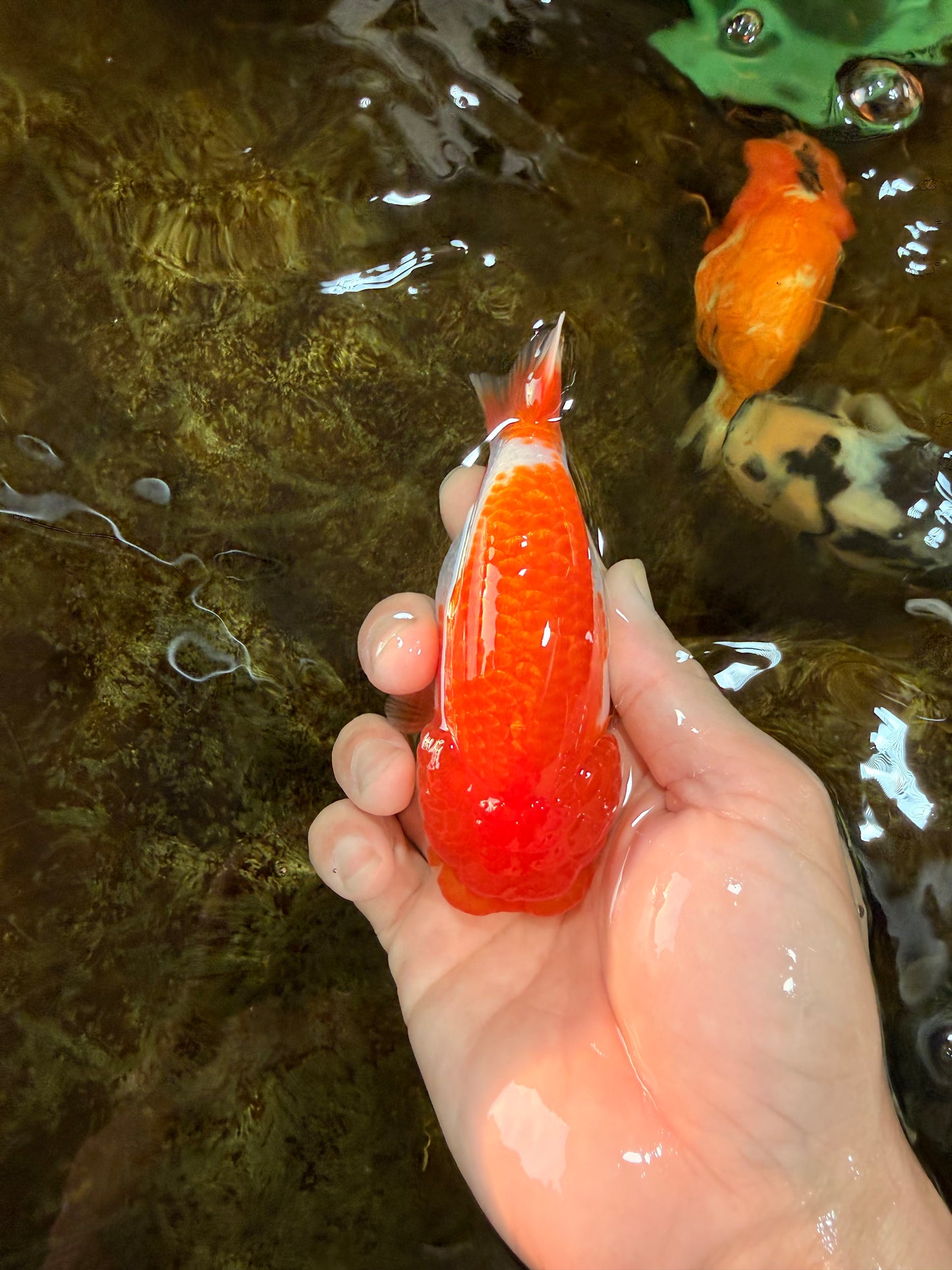 AAA Grade Red White LionQueen 4-4.5 inches #101725LC_04