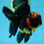 A Grade Apache Oranda Male 5 inches #081525OR_22