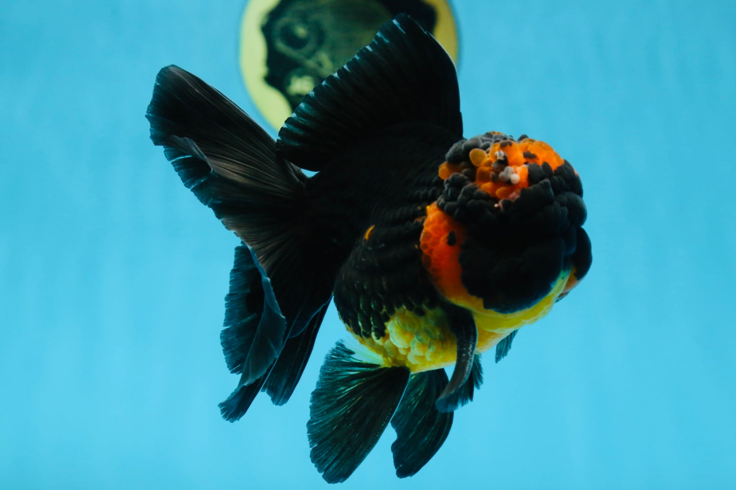 A Grade Apache Oranda Male 5 inches #081525OR_22