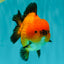 AAA Grade Apache Yuanbao Male 5-5.5 inches #071026YB_14