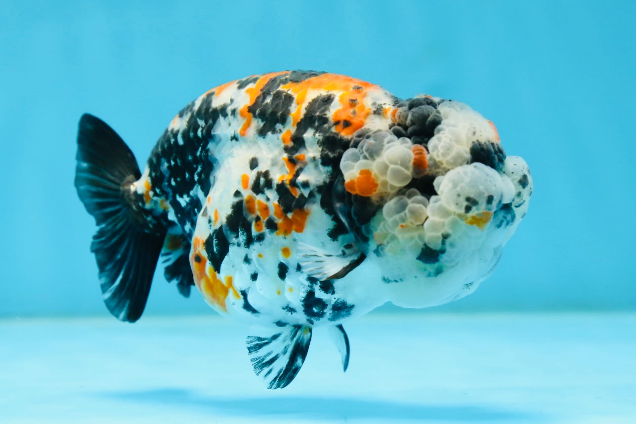 RARE AAA Grade Special Tricolor Tiger LionQueen 4.5-5 inches #082225LC_02