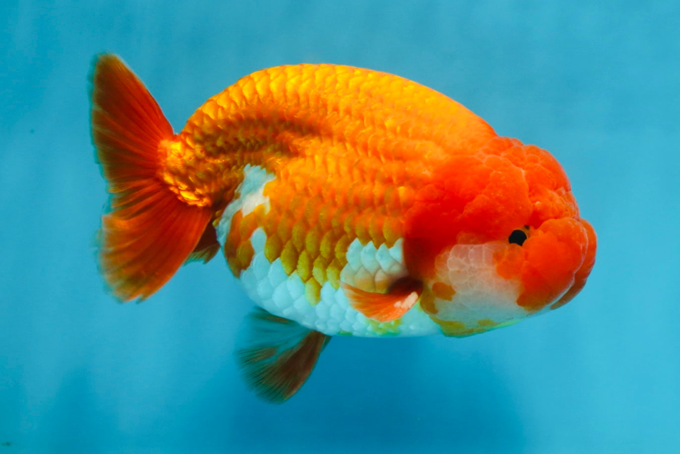 A Grade CHUBBY Red White LionKing 5.5 inches #100325LC_06