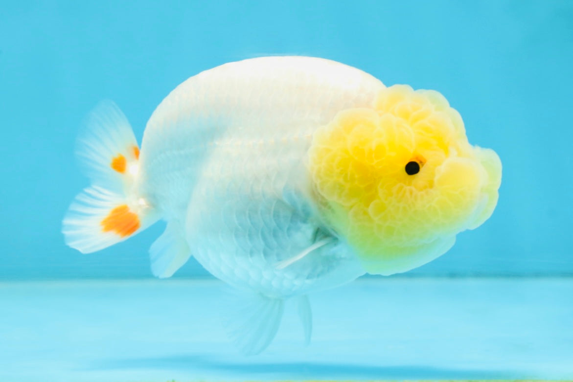 AAA Grade Young Lemonhead LionQueen 4 inches #101025LC_06