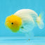 Super Lemonhead Lionchu Male 4 inches #0920LC_05