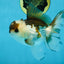Panda Oranda Male 5-5.5 inches #112125OR_21