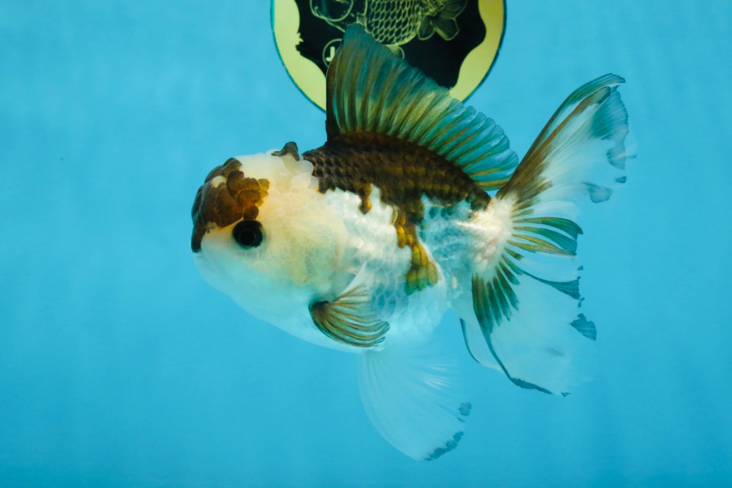 Panda Oranda Male 5-5.5 inches #112125OR_21