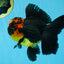 A Grade Apache Lava Head Oranda Male 5-5.5 inches #081525OR_25
