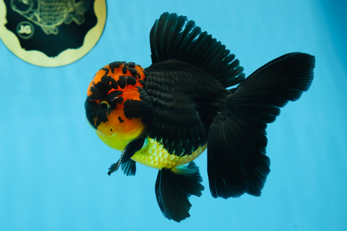 A Grade Apache Lava Head Oranda Male 5-5.5 inches #081525OR_25