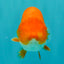 A Grade Red White LionQueen 4.5 inches #070326LC_33