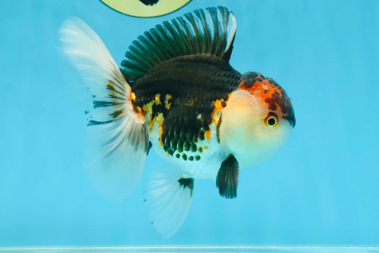 AAA Grade Tricolor Oranda Male 5 inches #080125OR_31