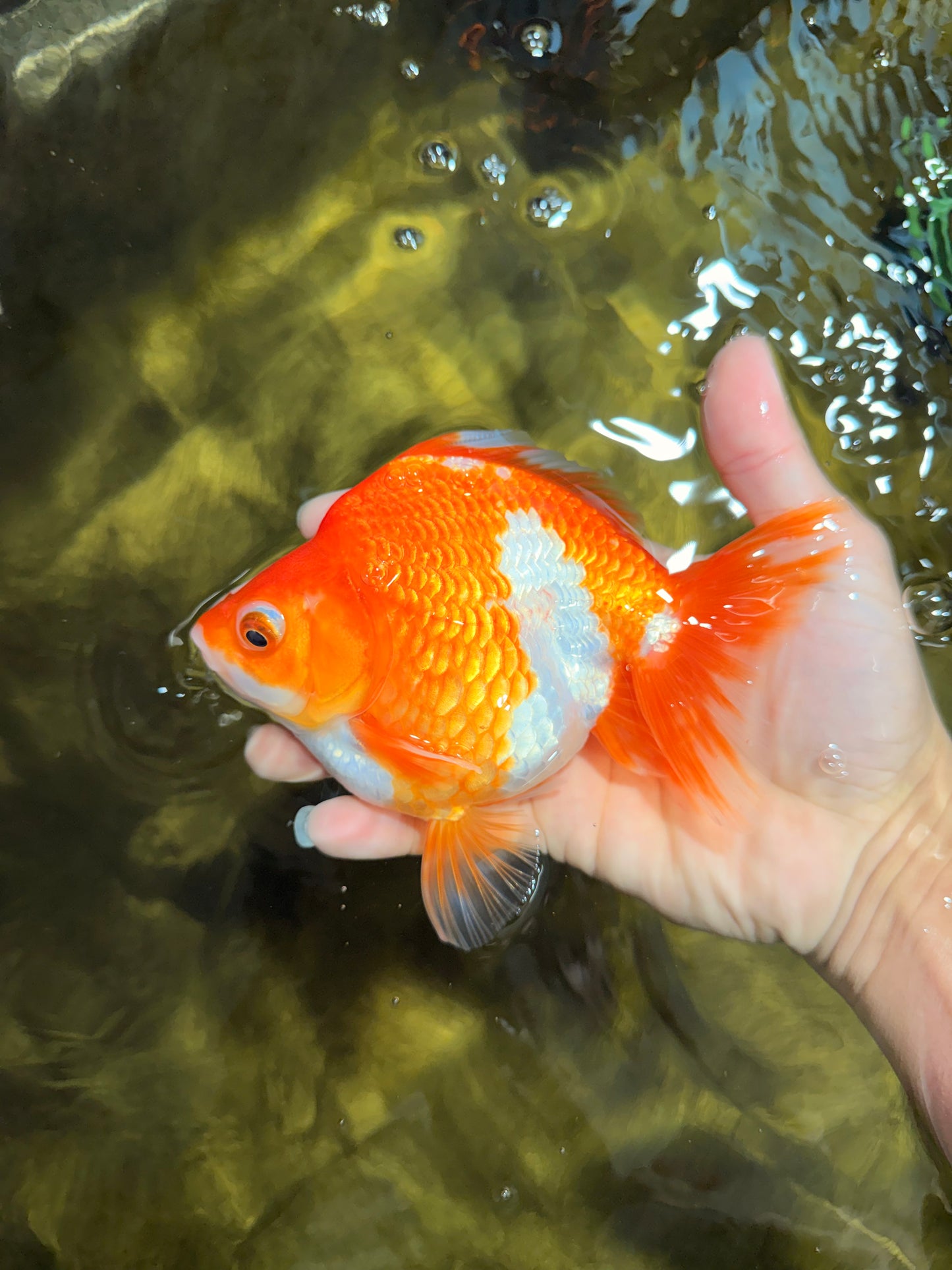 A Grade Red White Ryukin Female 5.5 inches #111425RK_05